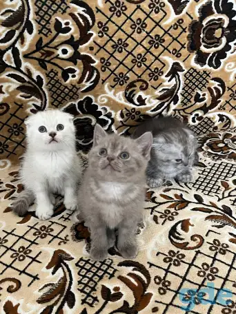 Продаются котята, фотография 2