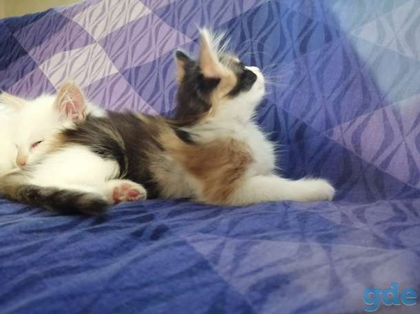 Котята в дар, фотография 5