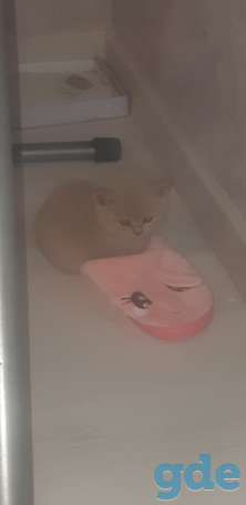 Котята, фотография 4