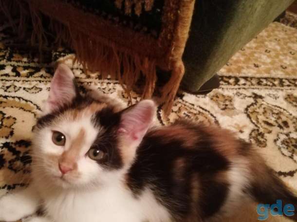 котята в добрые руки, фотография 1