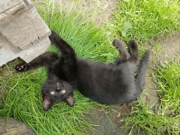 Котята ищут дом, фотография 8