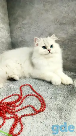 Британские котята, фотография 1