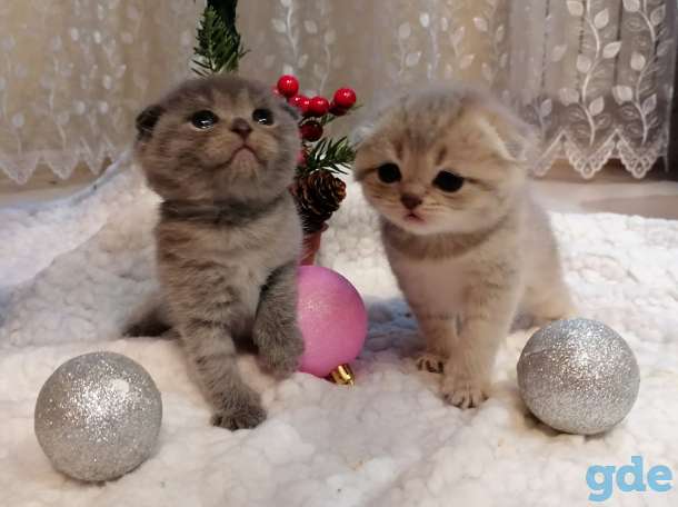 Котята, фотография 2