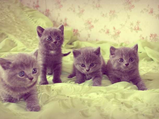 Чистокровная британская кошечка, фотография 6