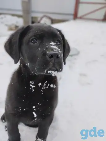 Щенки лабрадора из питомника MercuryPuppy, фотография 1