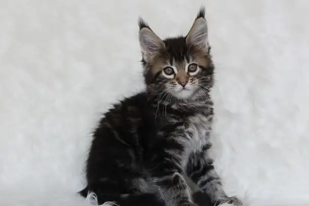 Кошечка мейн-кун, фотография 3