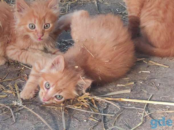 Котят (не продаем, а показываем) и отдаем в добрые руки :), фотография 1