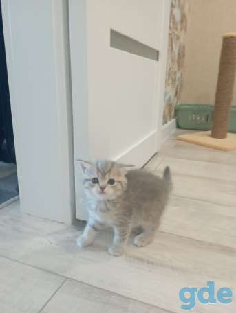 Шотландские котята, фотография 4
