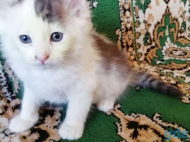 котята, фотография 3