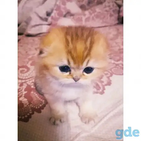 Продажа шотландского котенка, фотография 2