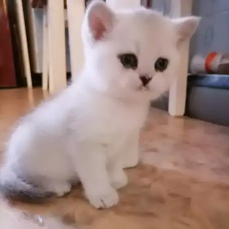 Британские серебристые короткошерстные котята, фотография 2