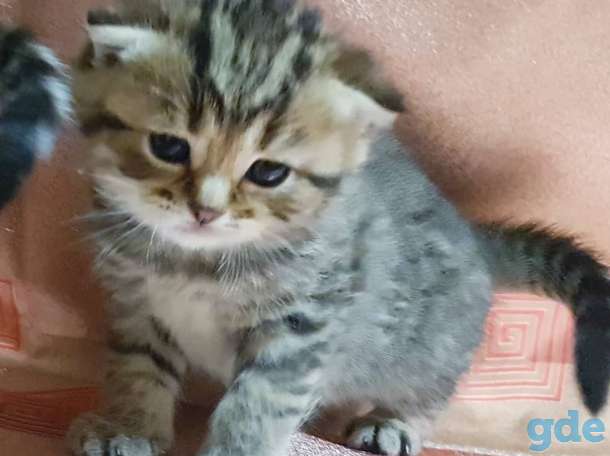 Шотландские вислоухие котята., фотография 8