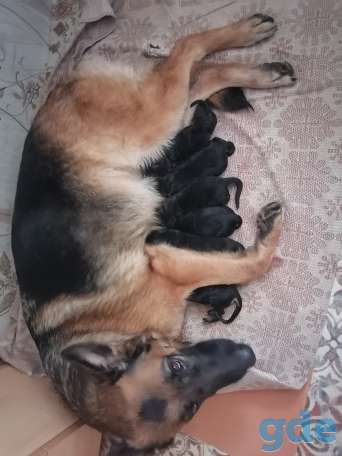Продаю, фотография 1