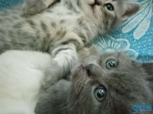 Шотландские котята, фотография 2