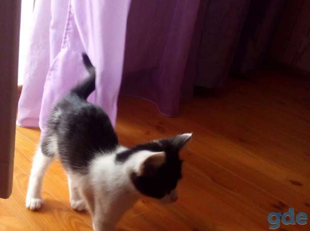 Котёнок в дар, фотография 1