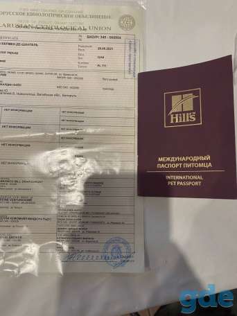 Джек Рассел с родословностью и клеймо, фотография 4