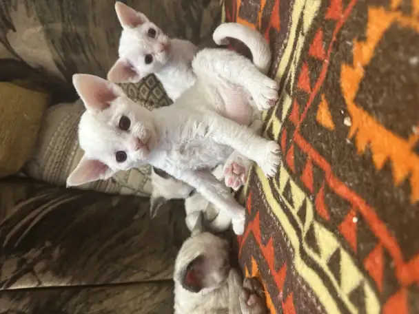 Котята Девон рекс, фотография 5