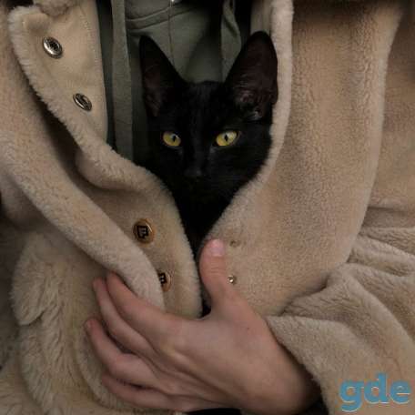 Котенок ищет дом, фотография 1