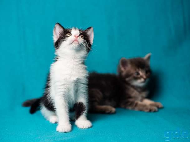 Котенок девочка 4 месяца даром., фотография 4
