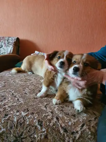 Отдам в дар, фотография 1
