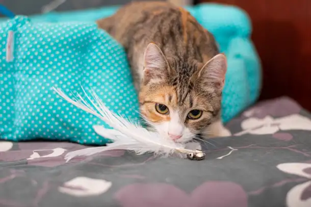 Кошка ОЛСИ ИЩЕТ дом, фотография 3