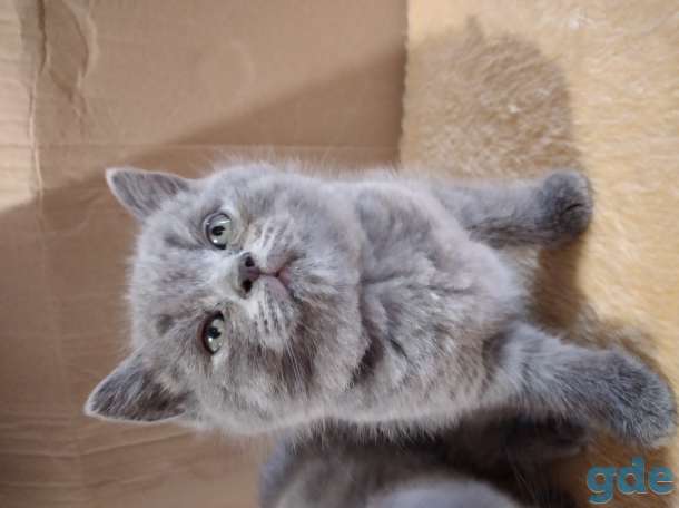 Шотландские котята, фотография 5