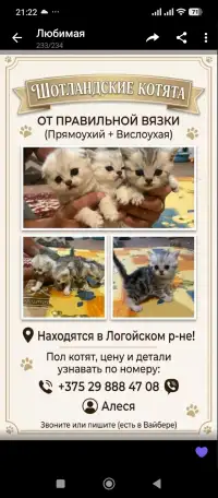 Котята, фотография 1