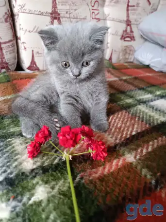 Котята британской породы., фотография 2