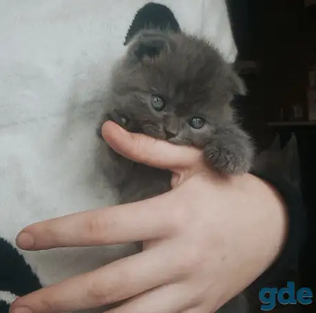 Продам британских котят, фотография 8