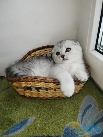 Скоттиш-страйт, шотландцы, фотография 2