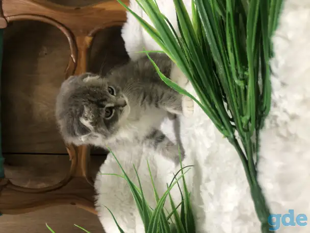 Шотландские вислоухие котята, фотография 3