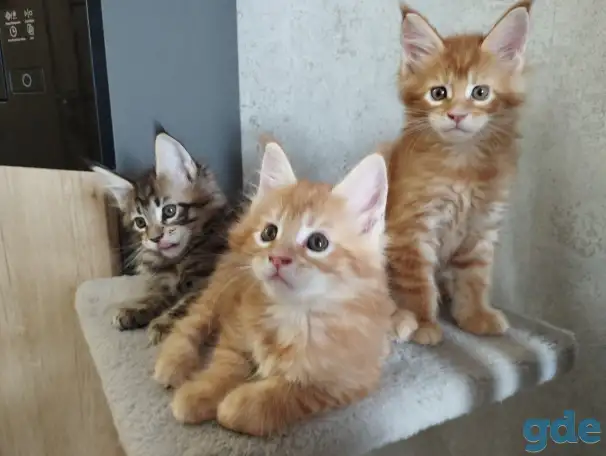 котята Мейн-кун, фотография 1