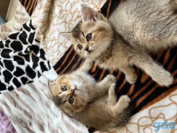 Шотландские вислоухие котята, фотография 4