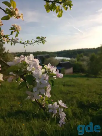 Участок 10 соток, СТ Дейки, фотография 1