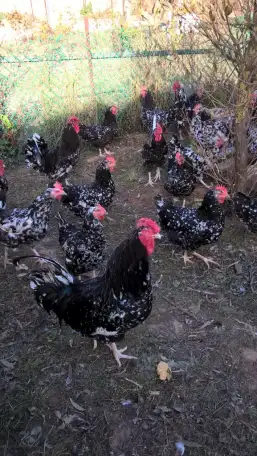 продам цыплят редких пород, фотография 1
