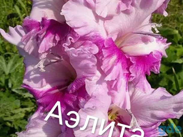 Гладиолусы, фотография 2