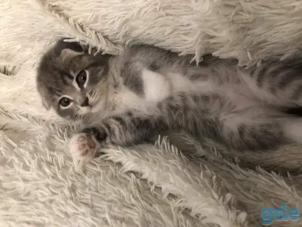Шотландские вислоухие котята, фотография 7