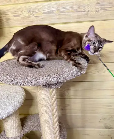 Снежная королева с золотым сердцем ,бенгальская жемчужная девочка, фотография 5
