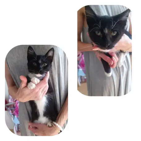 Котодевочка Еня в дар, фотография 1