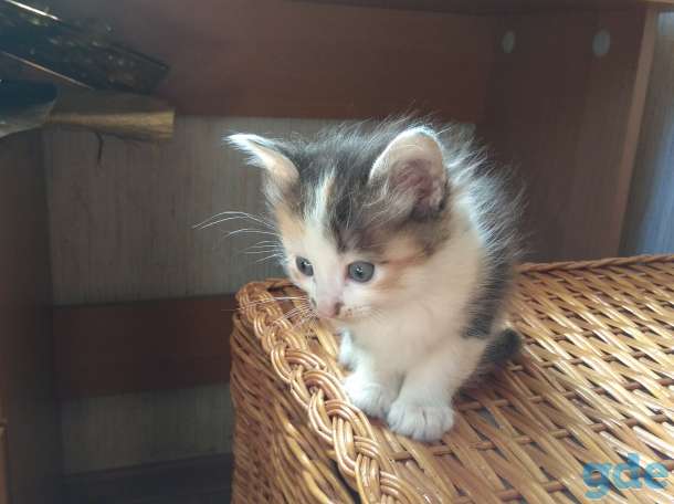 Котята в добрые руки., фотография 2