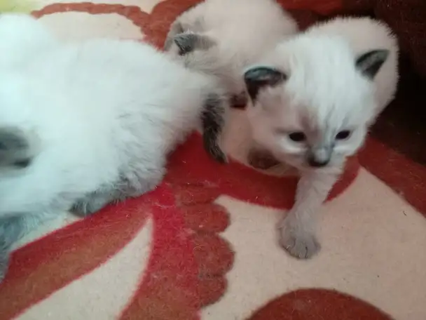 Котята Невская Маскарадная, фотография 3