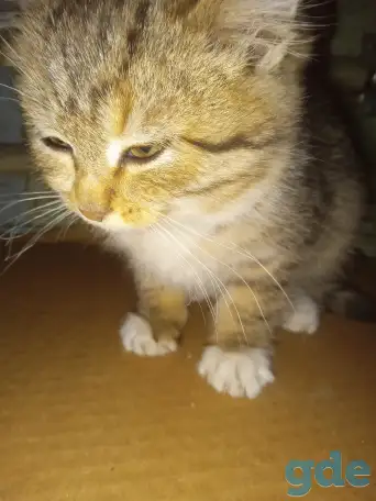 Отдам котенка в хорошие руки, фотография 8