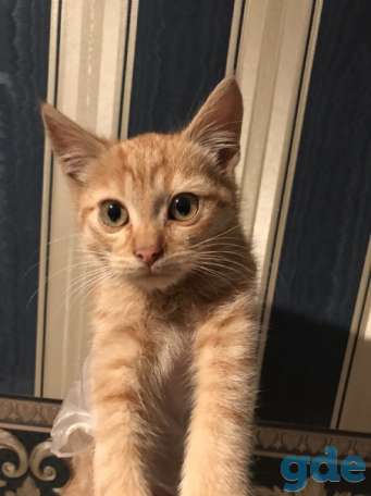 Котенок ищет дом, фотография 1
