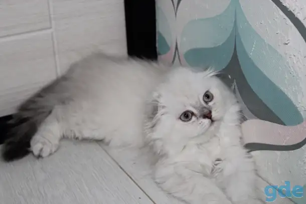 Шотландские котята, фотография 3