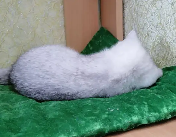 Британские серебристые котята, фотография 5
