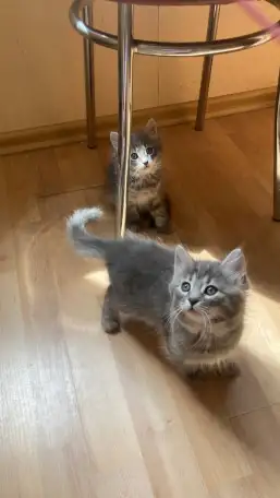 пушистые котята в дар, фотография 1