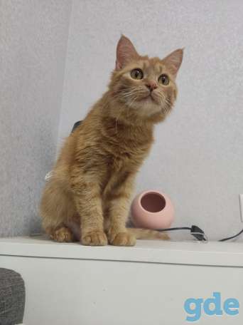 Кошка в дар, фотография 9
