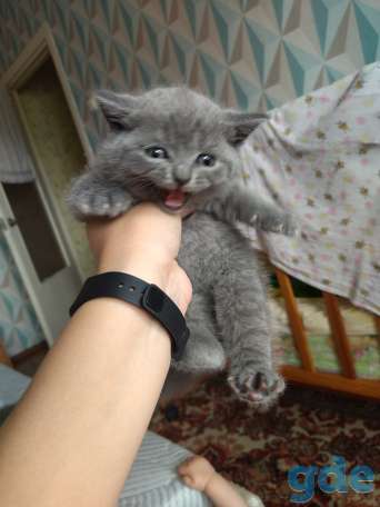 Чистокровные британские котята, фотография 3
