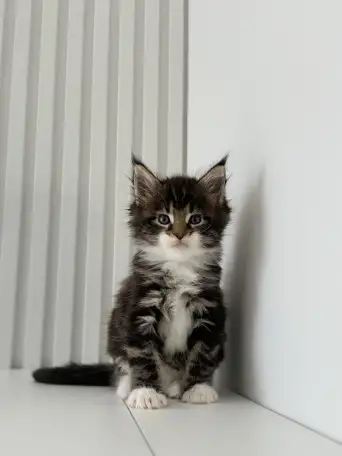 Очаровательный Котенок Мейн-Кун, фотография 5