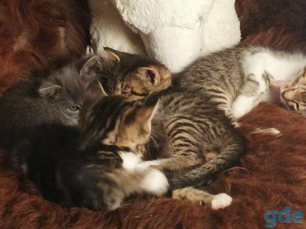 Котята в добрые руки, фотография 6